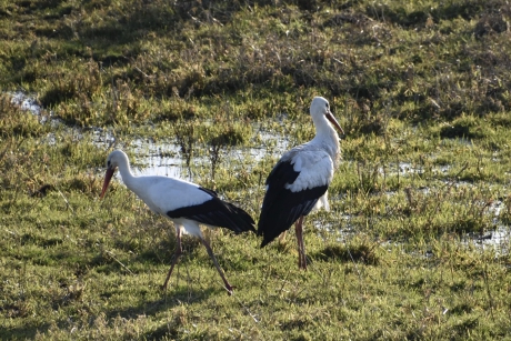 Ooievaars in de uiterwaarden