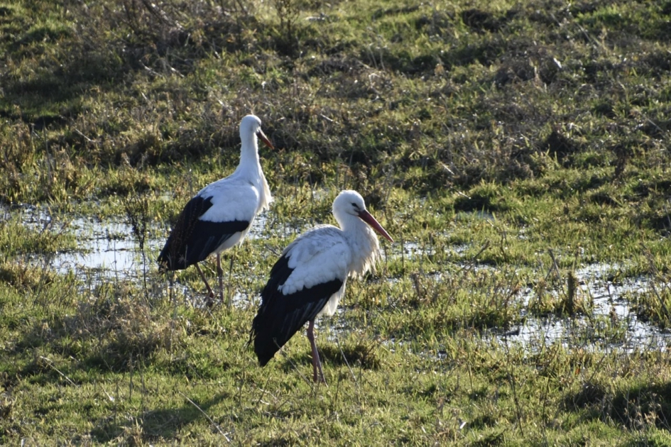 Ooievaarspaartje - Vogels - 