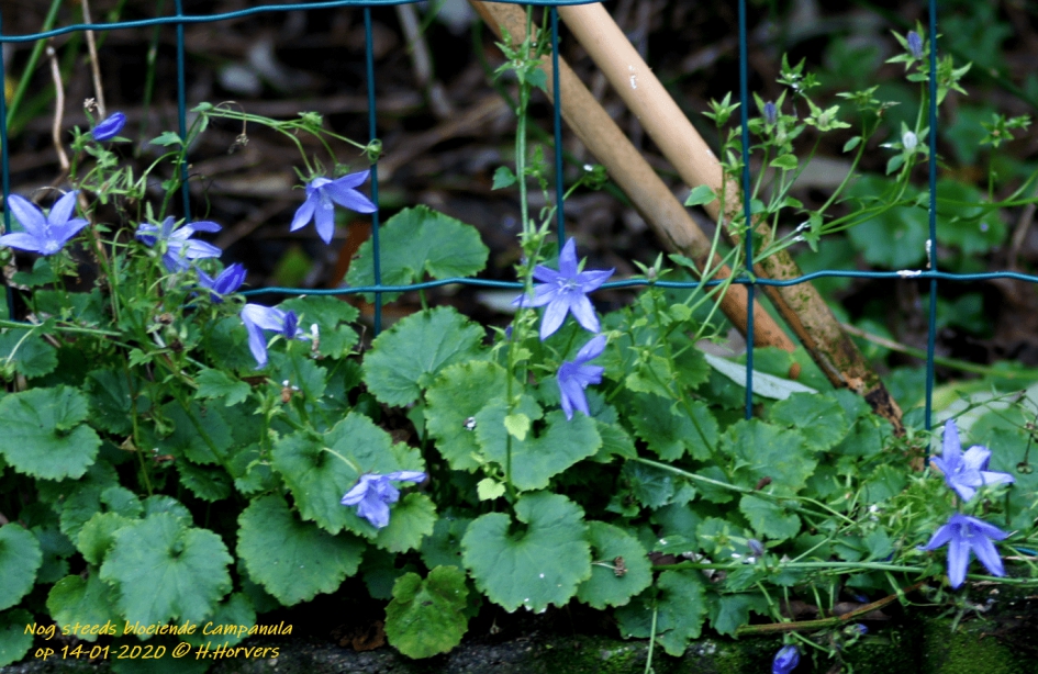Ook de Campanula blijft bloeien - Planten - Campanula