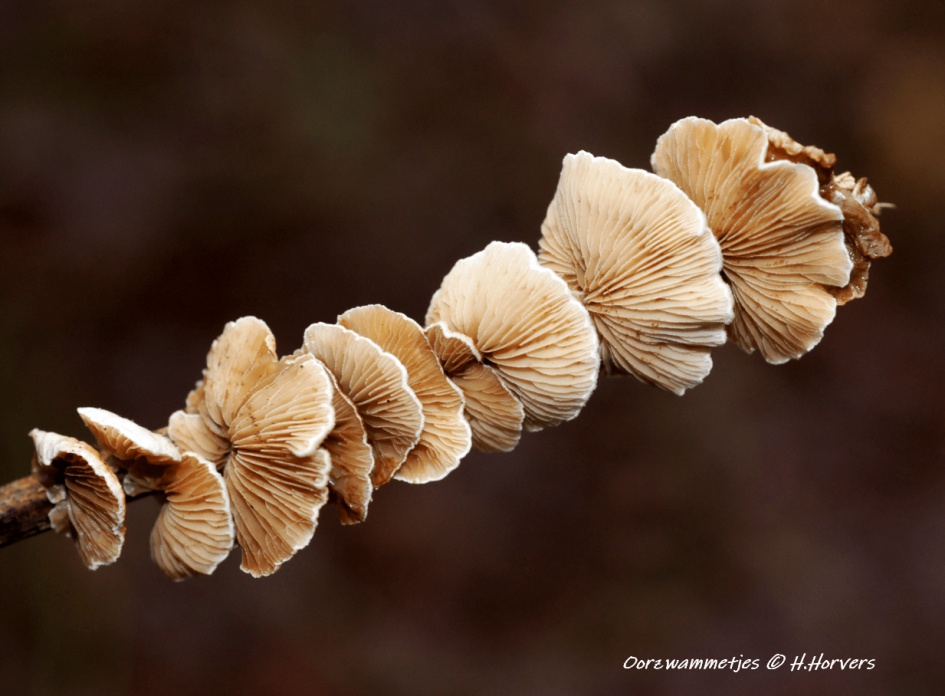 Oorzwammetjes - Schimmels - Oorzwammetjes