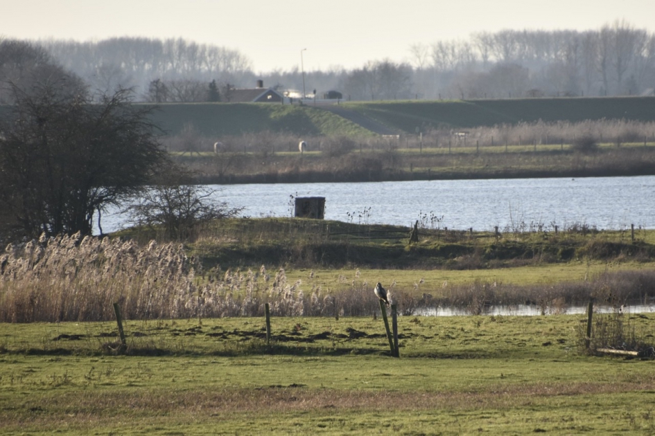 Op een paaltje een roofvogel... - Vogels - 