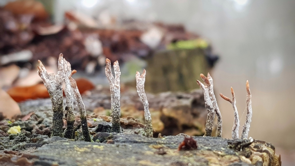 Op een rijtje. - Schimmels - Geweizwam