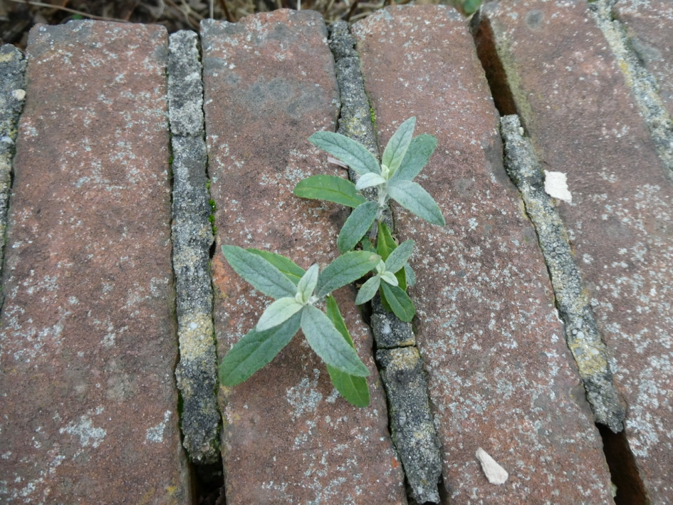 Op een stenen muurtje... - Planten - 