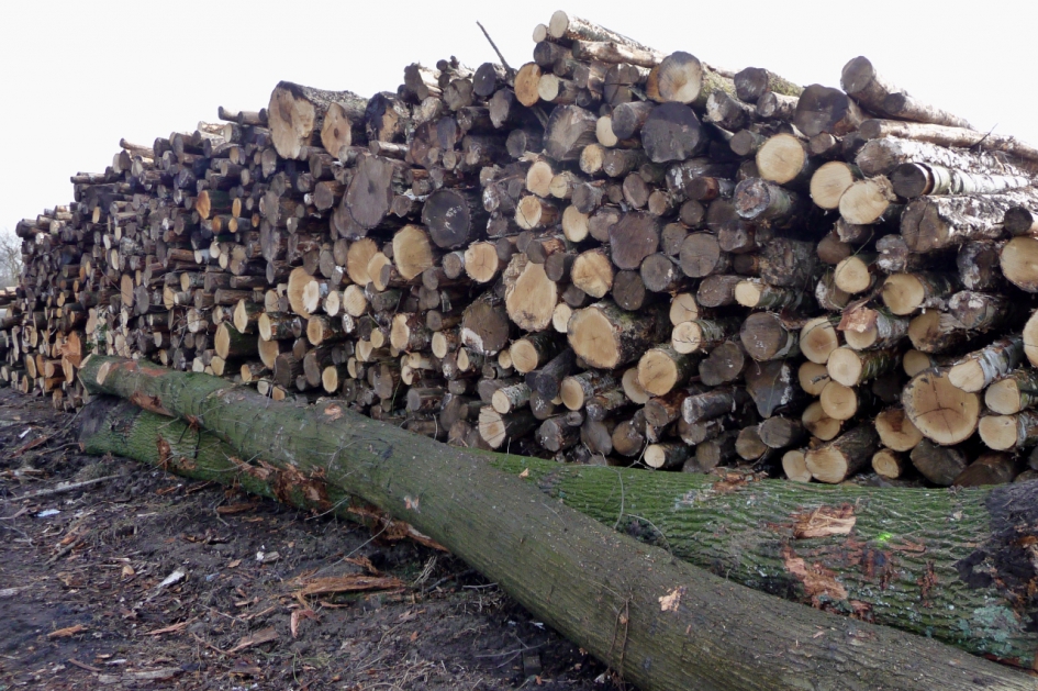 Op veel plaatsen worden bomen omgezaagd - Planten - 