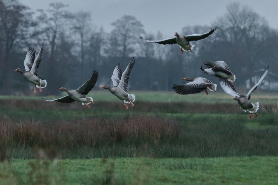 opvliegende types - Vogels - grauwe gans