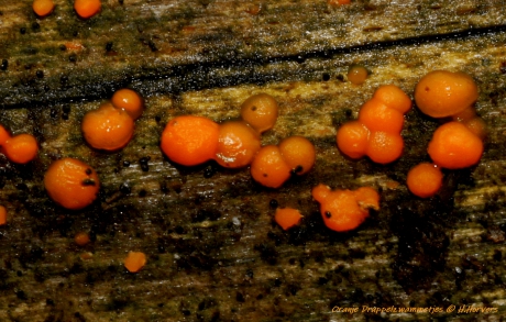 Oranje Druppelzwammen