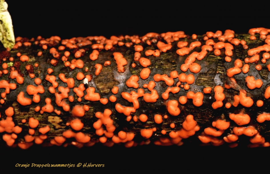 Oranje druppelzwammetjes . - Schimmels - Oranje druppelzwammetjes .
