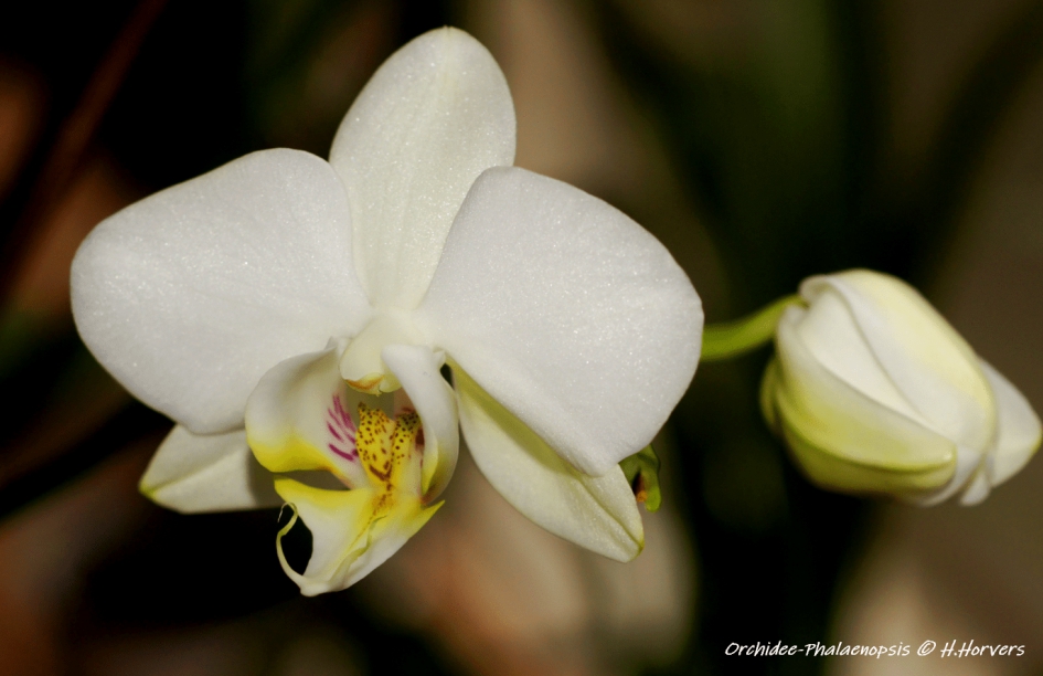 Orchidee - Phalaenopsis - Planten - Orchidee - Phalaenopsis