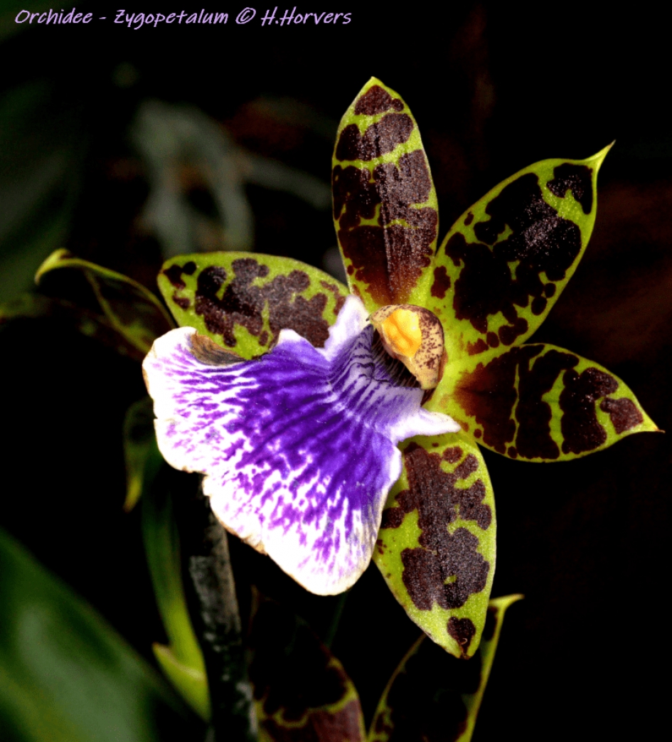 Orchidee - Zygopetalum - Planten - Orchidee