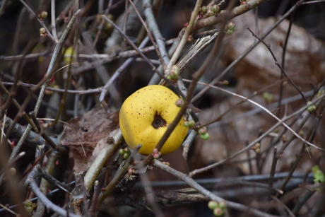 Oud appeltje