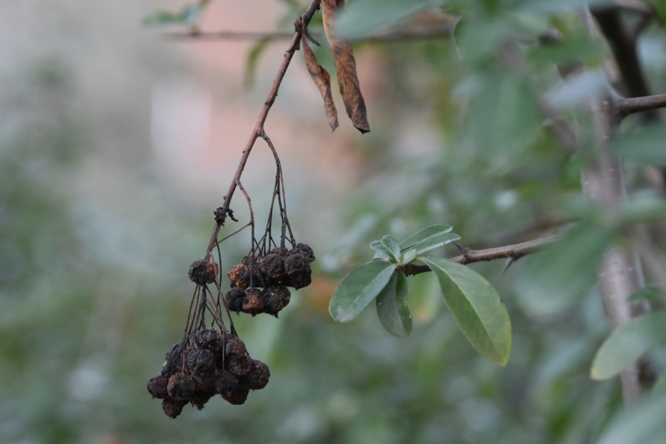 Oude besjes - Planten - 