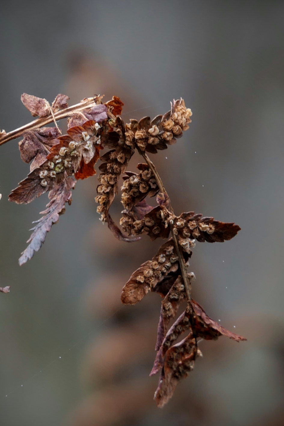 Oude varen. - Planten - Varen