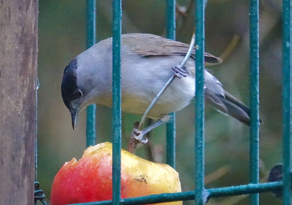 Overwinteraar - Vogels - Zwartkop