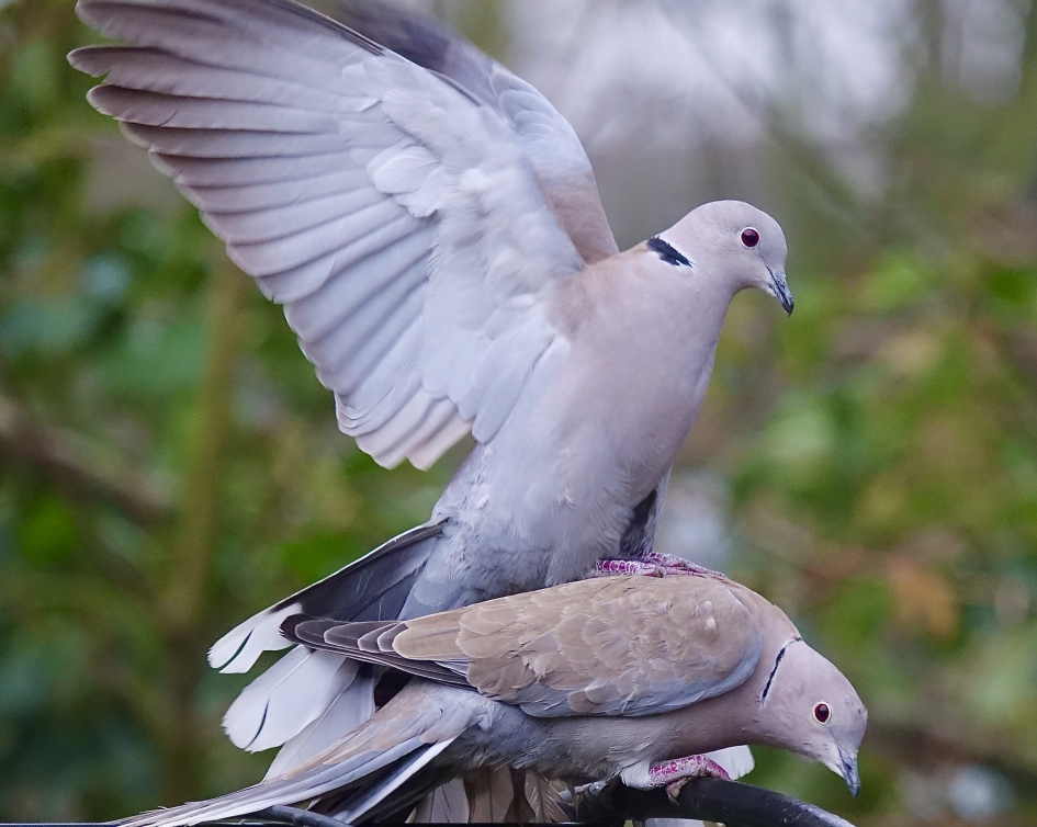 Paar met lentekriebels 2 - Vogels - Turkse Tortel