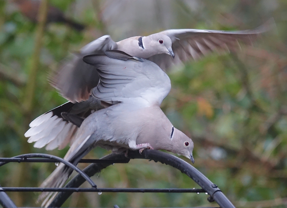Paar met lentekriebels - Vogels - Turkse Tortel