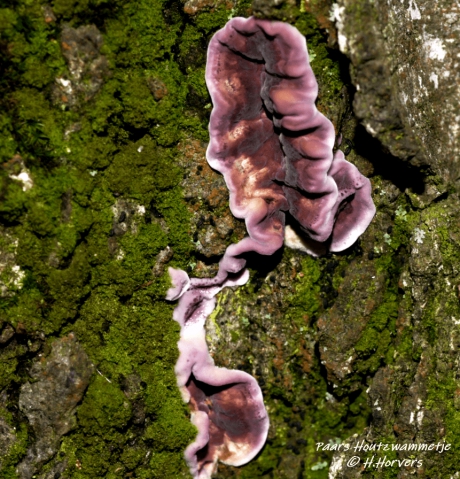 Paarse Houtzwammetjes