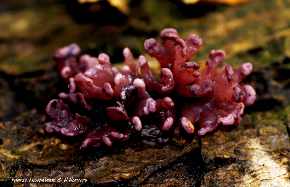 Paarse Knoopzwam - Schimmels - Paarse Knoopzwam