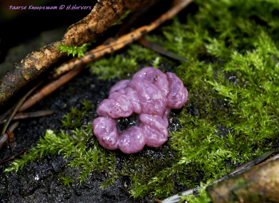 Paarse Knoopzwam - Schimmels - Paarse Knoopzwam