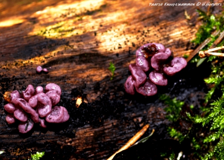 Paarse Knoopzwammen.