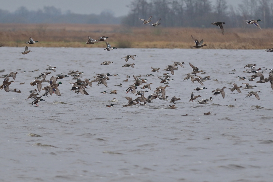 PANIEK OP DE PLAS - Vogels - smient
