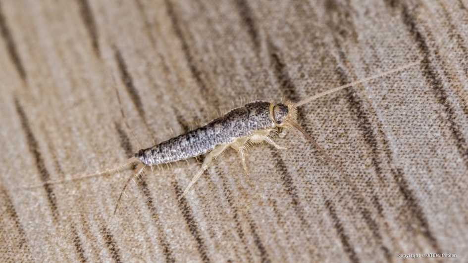 Papiervisje (Ctenolepisma longicaudata) - Geleedpotigen - Papiervisje