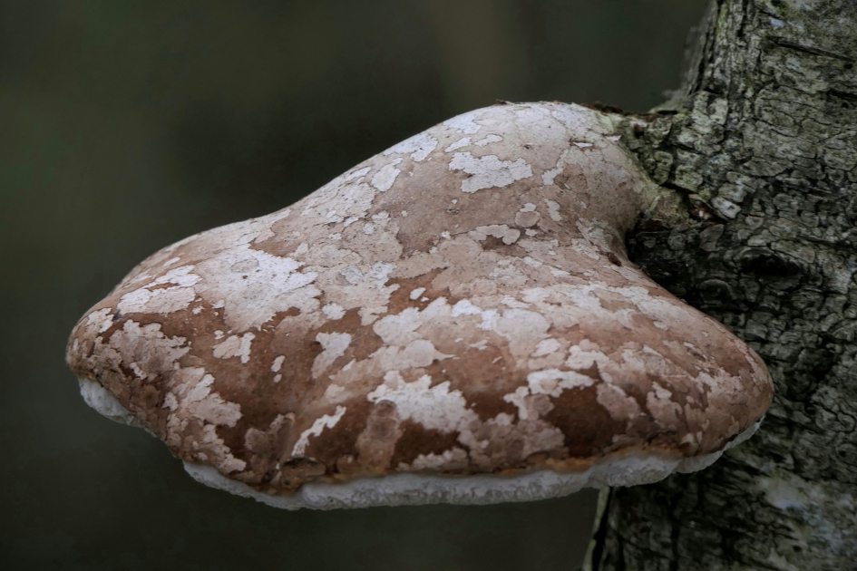 "Patchwork" - Schimmels - Berkenzwam