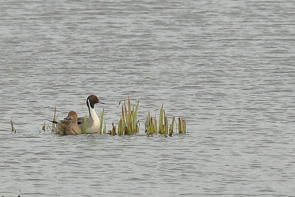 pijlstaart m+v - Vogels - pijlstaart