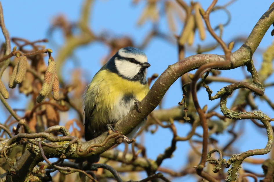 Pimpelmees - Vogels - 