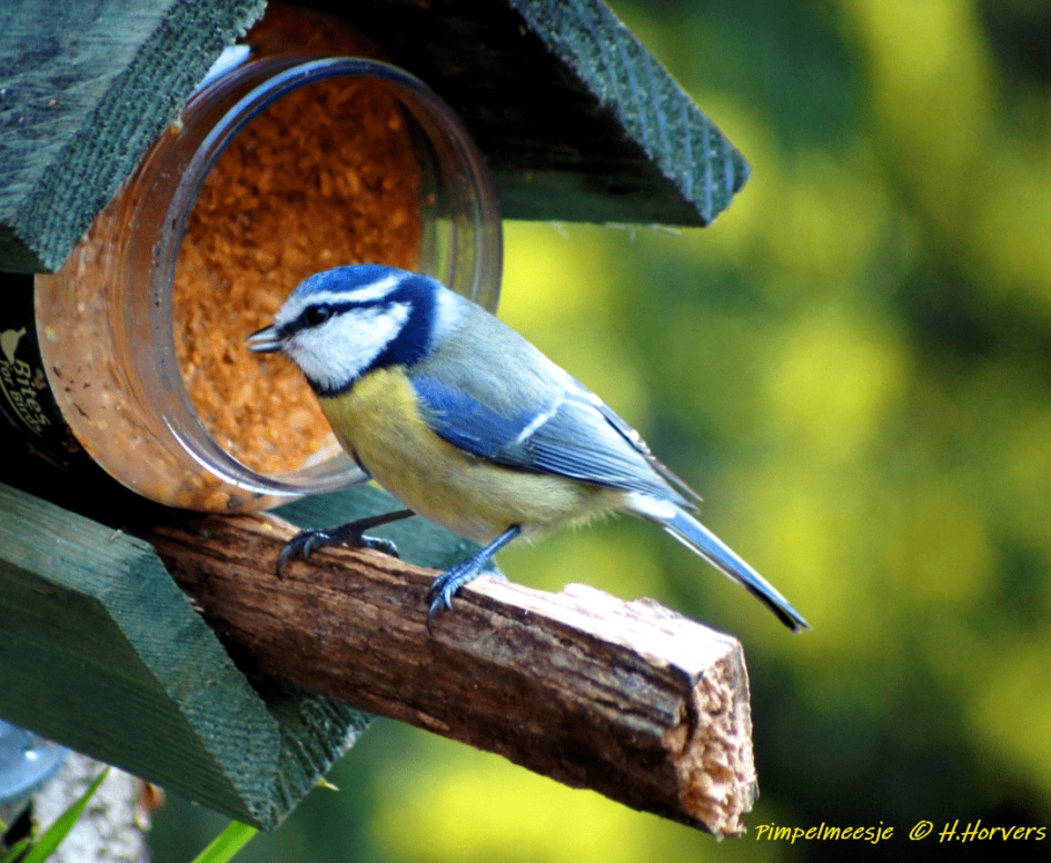 Pimpelmeesje - Vogels - Pimpelmeesje
