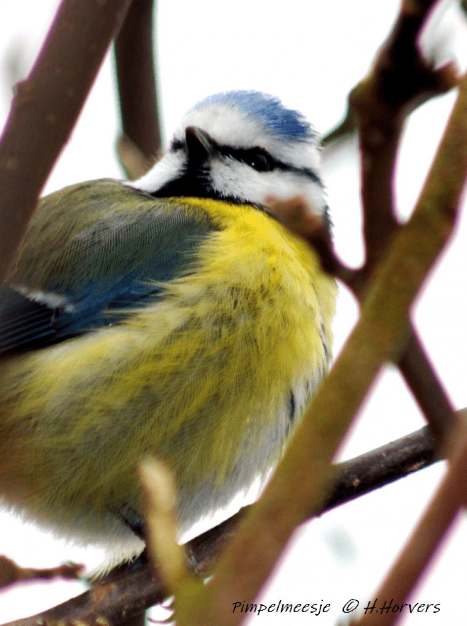 Pimpelmeesje - Vogels - Pimpelmeesje