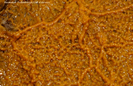 Plasmodium Troskalknetje.