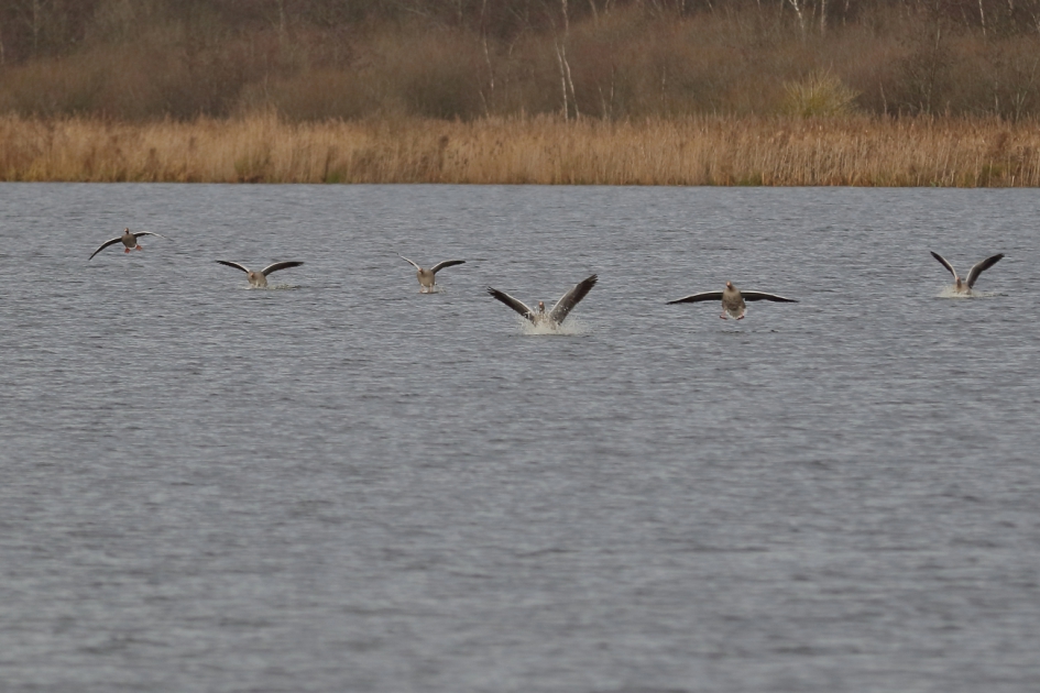 plons en bijna plons - Vogels - grauwe gans