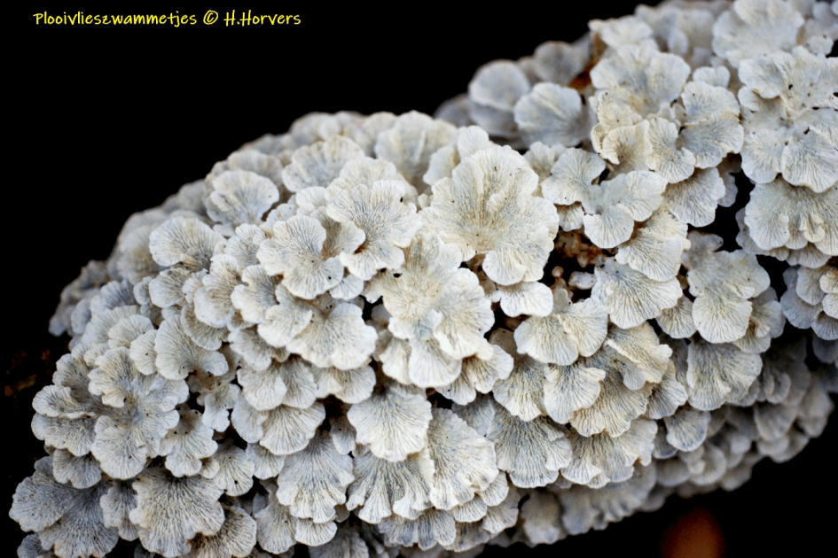 Plooivlieszwammetjes-onderzijde - Schimmels - Plooivlieszwammetjes