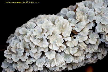 Plooivlieszwammetjes-onderzijde