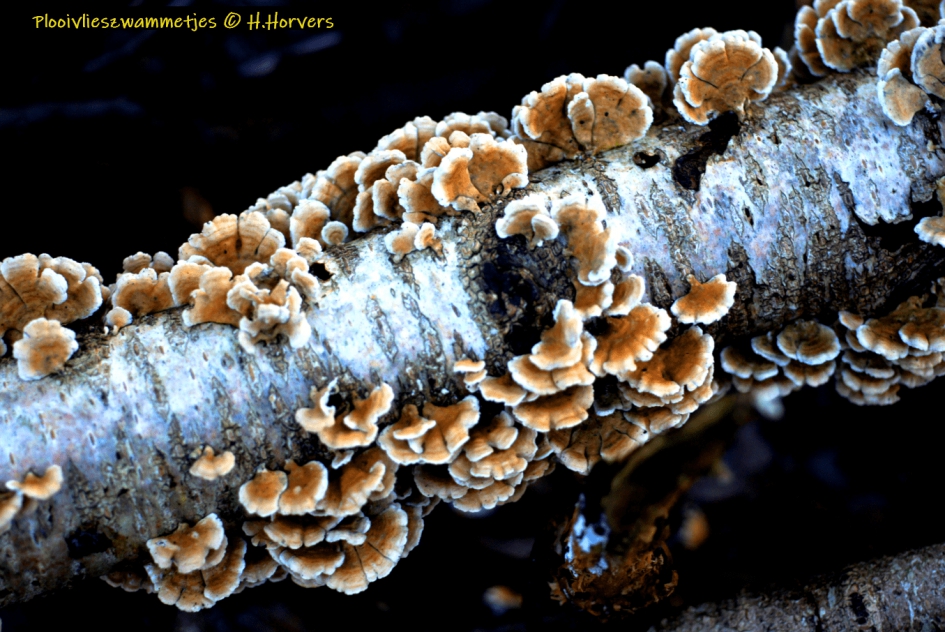 Plooivlieszwammetjes. - Schimmels - Plooivlieszwammetjes.