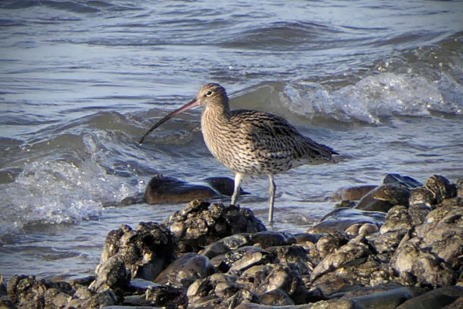 Pootje baden. - Vogels - Wulp