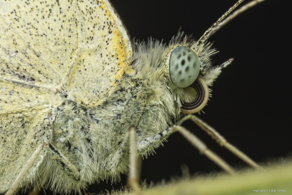 Portret van een..... - Geleedpotigen - Koolwitje