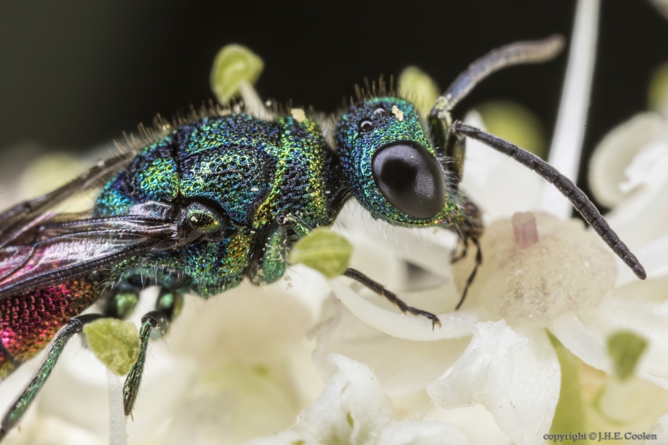 Portret van een..... - Geleedpotigen - Gewone goudwesp