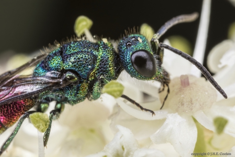 Portret van een.....