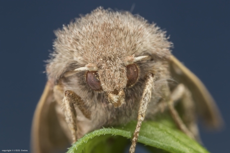 Portret van een.....