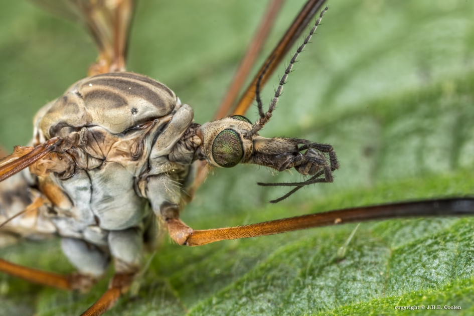 Portret van een..... - Geleedpotigen - Langpootmug