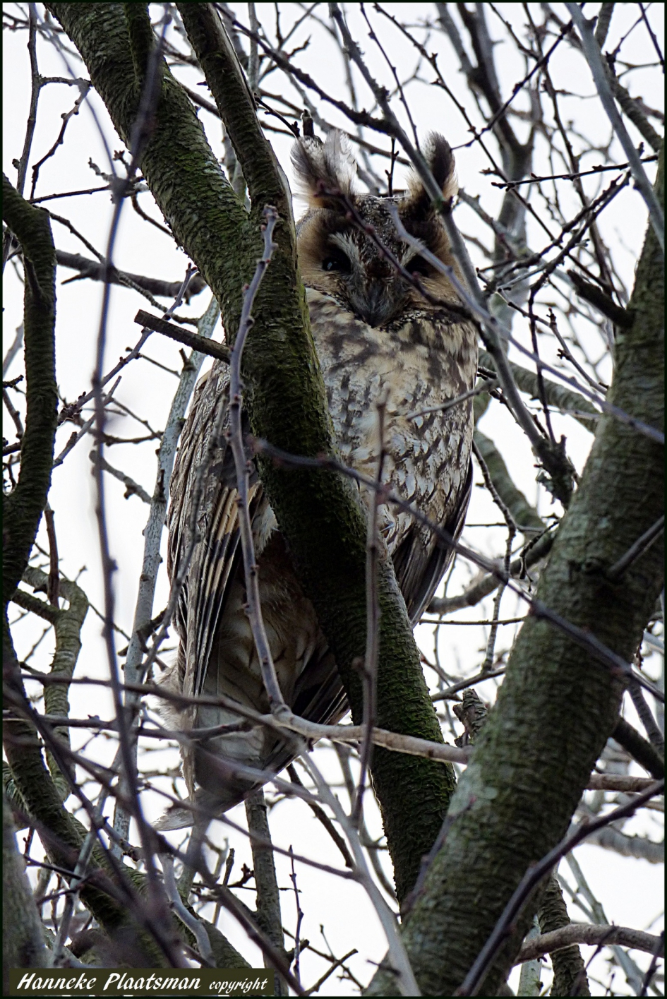 Ransuil vraagt zich af wat ik daar doe! - Vogels - Ransuil