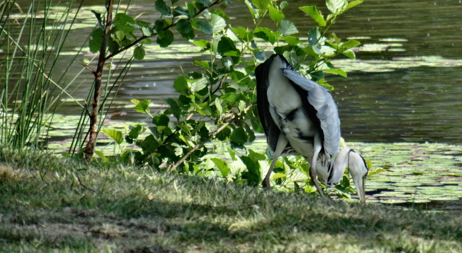 Reiger heeft trek in vis. - Vogels - Blauwe reiger