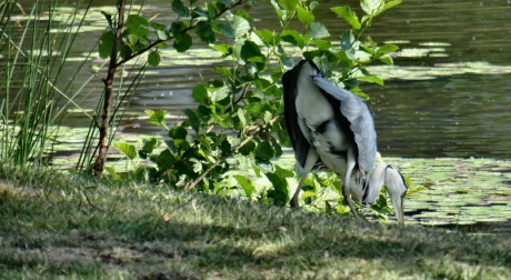 Reiger heeft trek in vis.