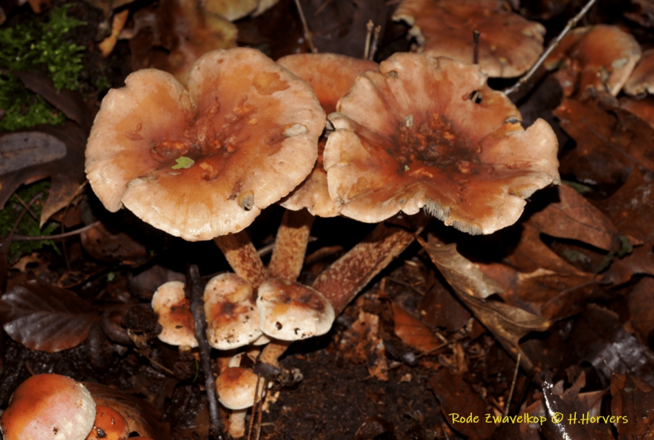 Rode Zwavelkoppen. - Schimmels - Rode Zwavelkoppen.