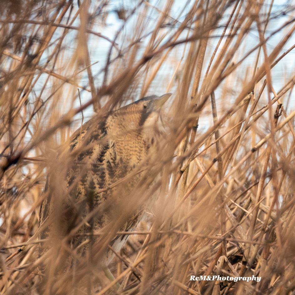 Roerdomp. - Vogels - Roerdomp.
