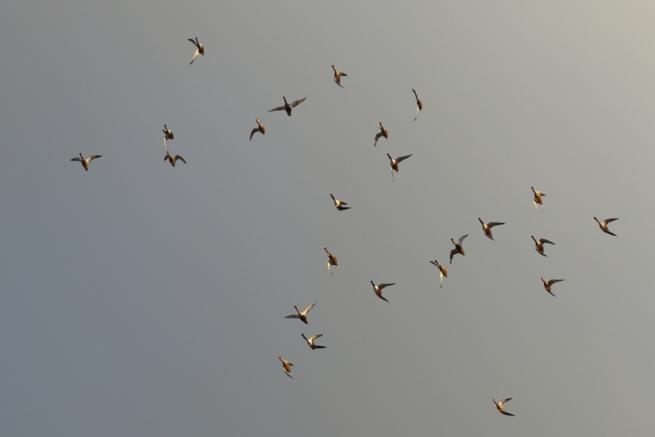 rollebollend in de lucht - Vogels - slobeend