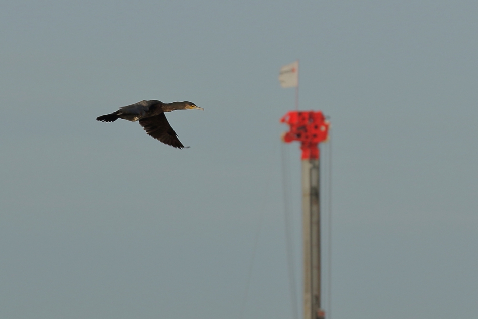 rood stoplicht - Vogels - aalscholver