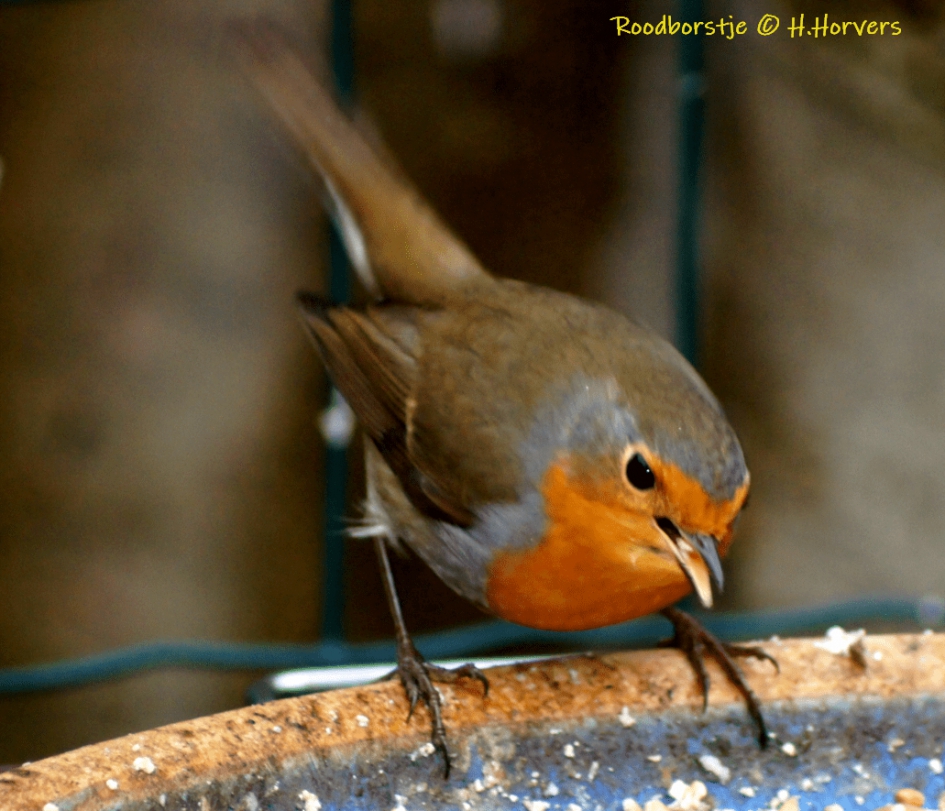 Roodborstje - Vogels - Roodborstje