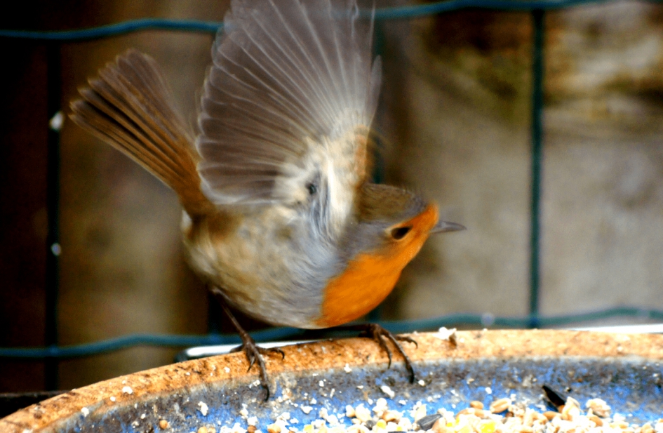 Roodborstje - Vogels - Roodborstje
